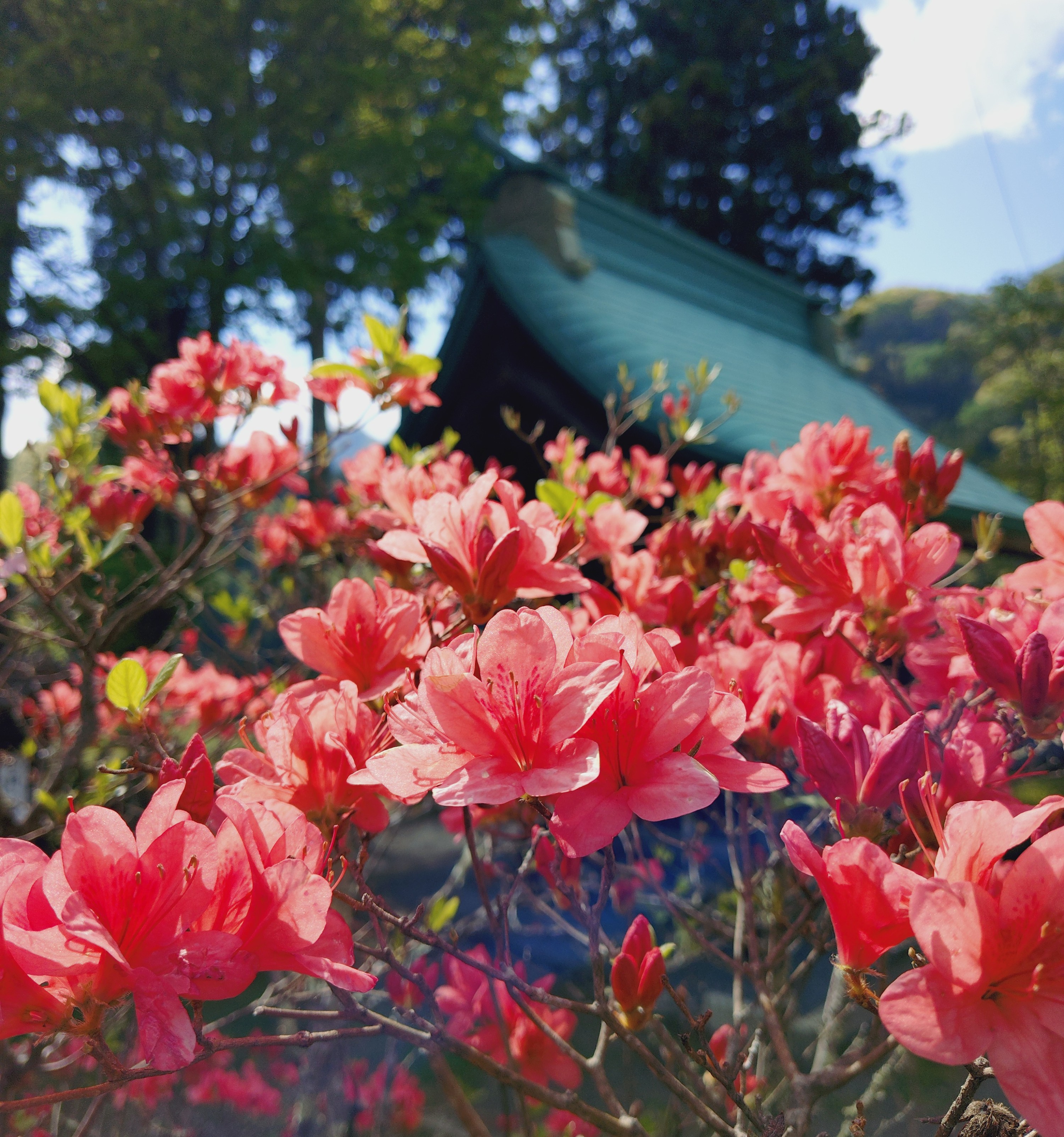 季節の花