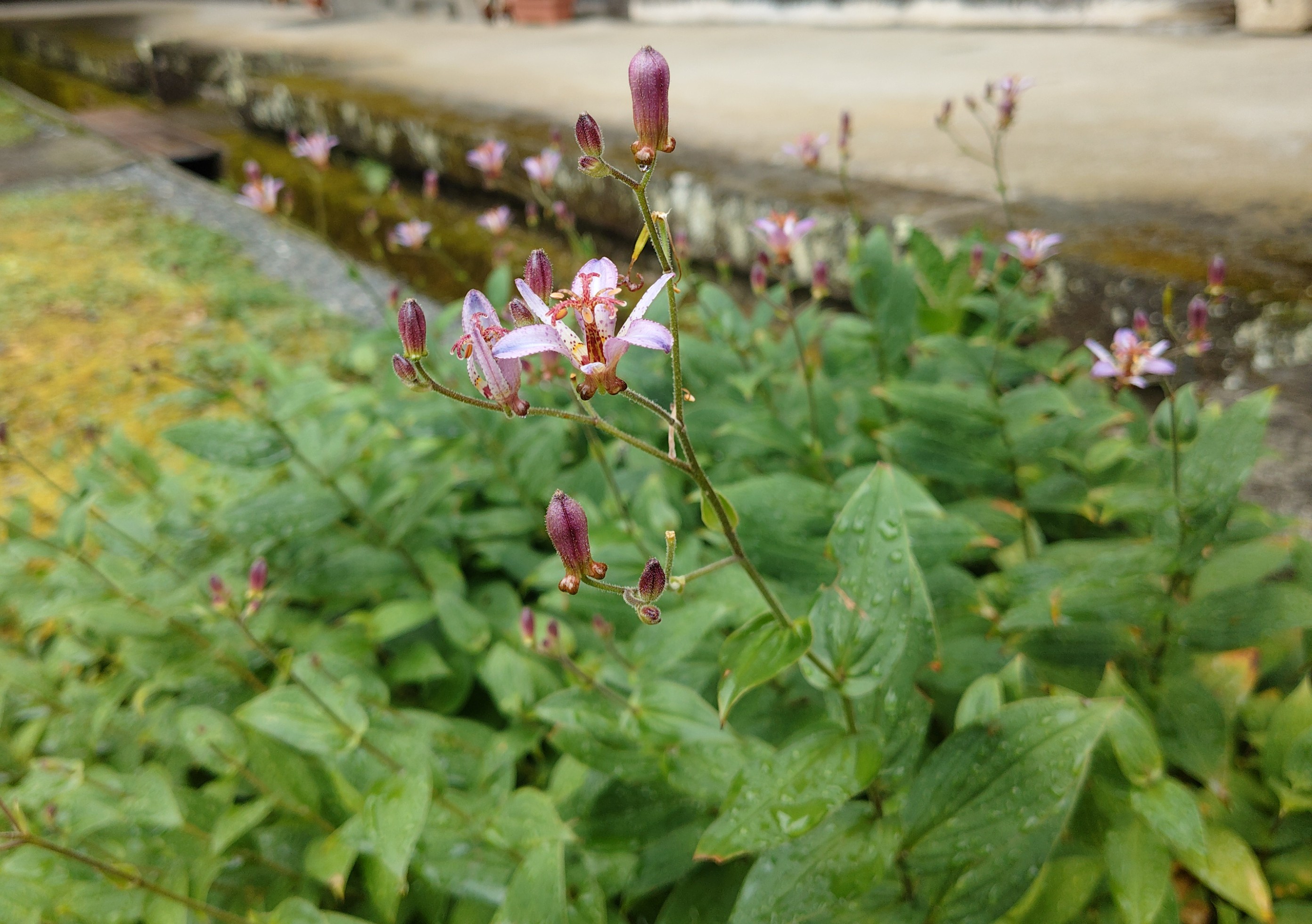 季節の花